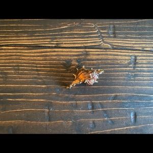 Gorgeous Gold Coated Seashell